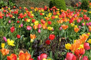 Tulip Darwin Hybrid Mix - Bulk Landscaping